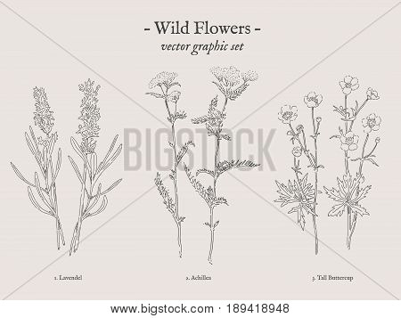 Wild flowers, Lavendel, Achillea, Tall Buttercup retro drawings collection