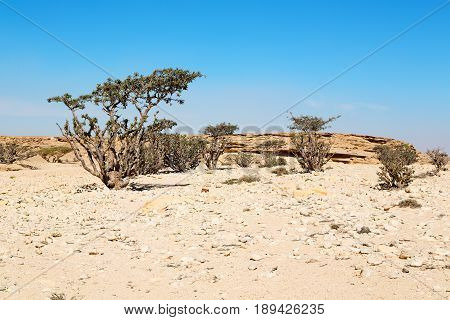 In Oman Old    Desert