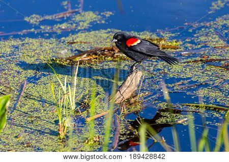 Male Red-winged blackbird (Agelaius phoeniceus) standing on a small log just above the water