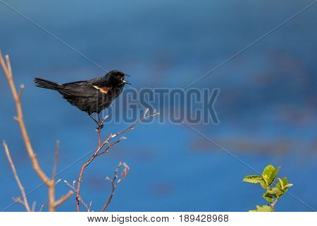 Male Red-winged blackbird (Agelaius phoeniceus) singing for a female to mate with