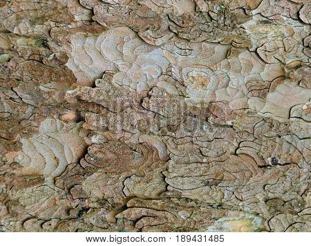 sycamore bark with peeling layers and green and brown patterns