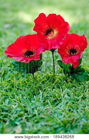 Lest We Forget - Anzac - Rememberance - poppies on grass background