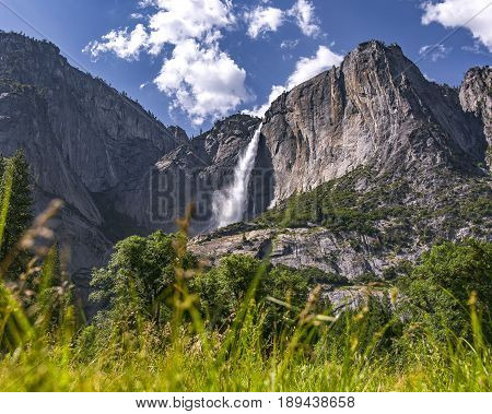 Tall grass is blurred in the foreground with the majestic view of Yosemite Falls in the background