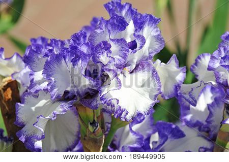 Balmy Iris Flower