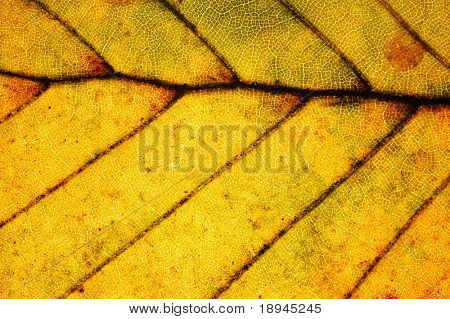 Detail červených bukového listí, Fagus