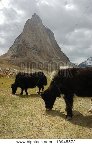 Yak (Bos grunniens) è un lungo-haired bovina trovato in tutta la regione himalayana del sud Centr