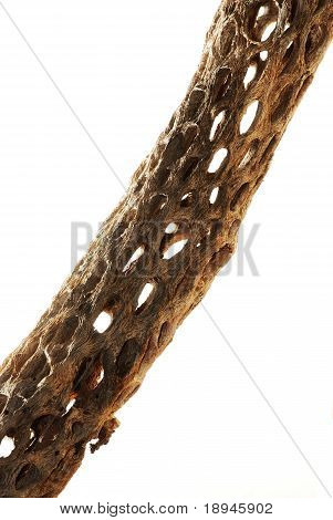 แคคตัส Cholla แห้งบนพื้นสีขาว