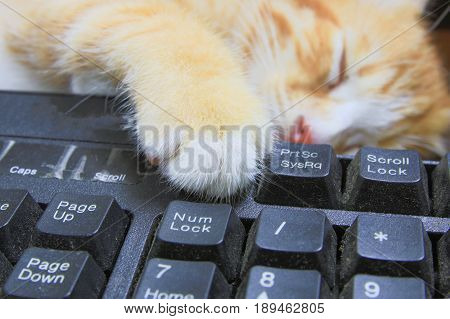 kitten paw on Keyboard computer. cat orange concept business in the use of technology