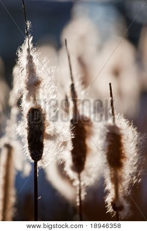 ガマ植物まかり通って （リードメース）、背部ライトの上部