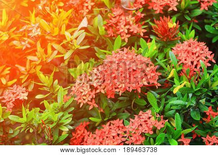 Ixora red flower spike in nature with sunset light (Common Name Ixora chinensis Rubiaceae)
