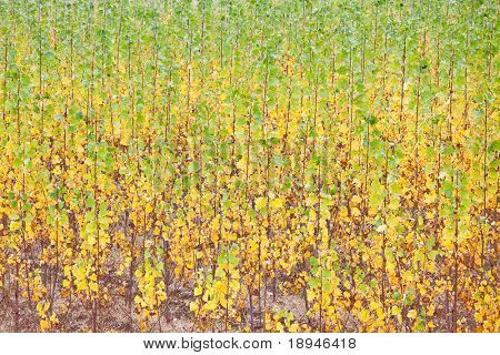 Peuplier souligne arbres poussant dans les rangées, saison d'automne. Italie du Nord, Europe.