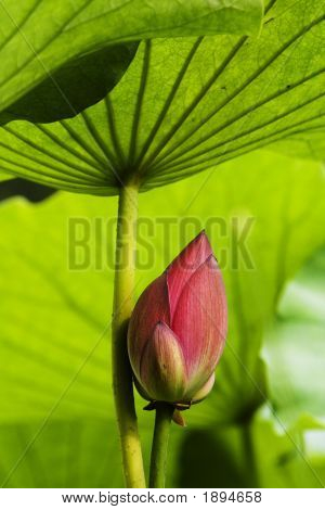 Lotus