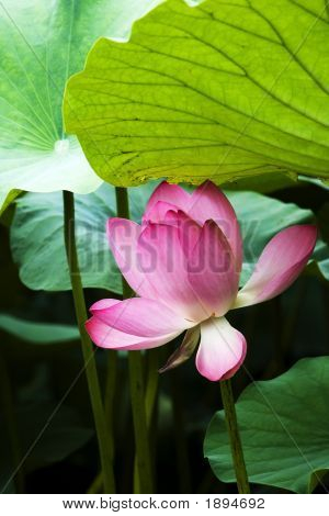 Lotus