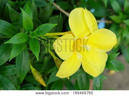 Beautiful Flower Yellow Sage Rose West India holly Yellow Alder or Turnera Ulmifolia Flowers Blooming with Green Leaves on The Plant.