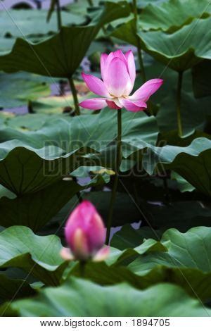 Lotus