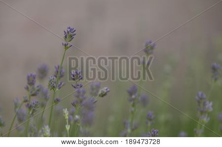 a close-up of a lavender blossem with a bush  of laverder in the background