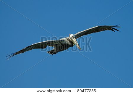 Close-up of a Pelican in full flight, near the Salinas National Wildlife Refuge, near Salinas, Ca USA.