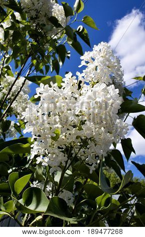 blooming white lilacs on blue spring sky with white clouds background