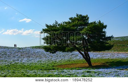 Single pine tree in a big field of baby blue eyes nemophila flowers at Hitachi Seaside Park in Japan