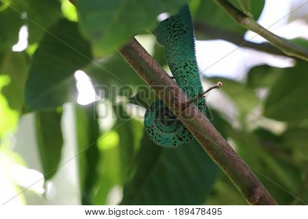 Tail chameleon lizard reptile green colored nature green red big eyes