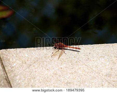 Dragonfly redInsect animal nature water color wing robber arthropod