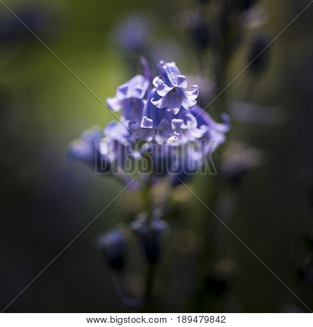 Stunning Macro Image Of Spring Bluebell Flower Hyacinthoides Non-scripta