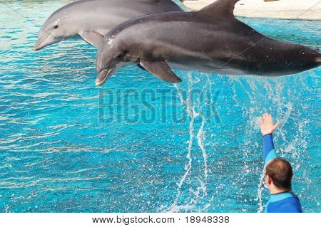 Mostrar dos delfines