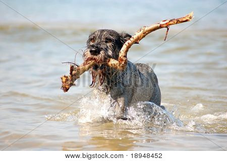 Hund ha kul i havet