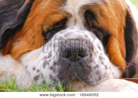 Porträt des Hundes auf Gras liegend