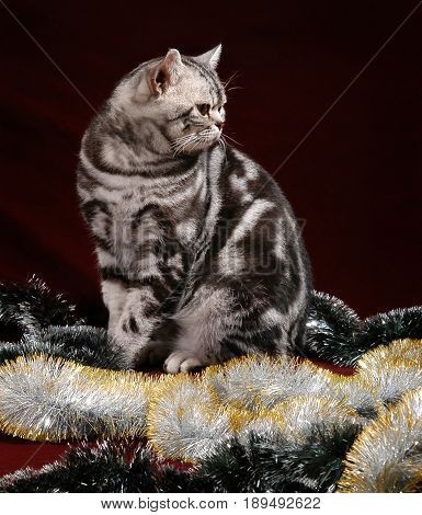 British Shorthair Tabby cat isolated on dark purple background, sits on top of Christmas decorations.