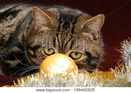 British Shorthair Tabby cat with big yellow eyes isolated on dark purple background, puts his head on top of Christmas decorations. Looking cross-eyed at a ball.