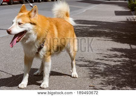 Icelandic Sheepdog Typical Home Pet Walking Around Daytime Stroll Park Happy Tongue Cute Pretty Anim
