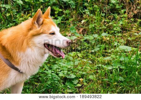 Icelandic Sheepdog Typical Home Pet Walking Around Daytime Stroll Park Happy Tongue Cute Pretty Anim