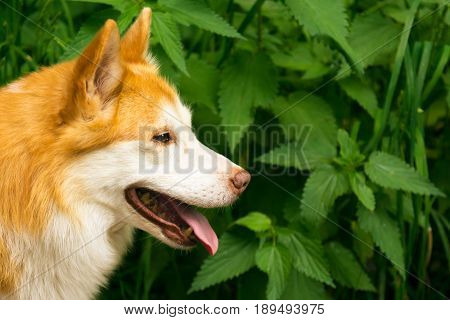Icelandic Sheepdog Typical Home Pet Walking Around Daytime Stroll Park Happy Tongue Cute Pretty Anim