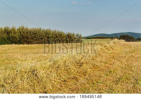 Harvesting dried hay. Pushed meadow. Evening at the farm