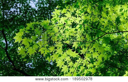 Green Trees At Sunny Day In Summer