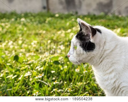 Side profile of a black and white cat in a green field