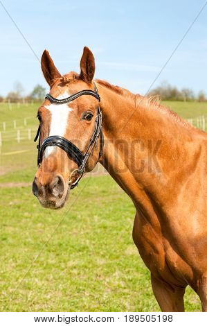 Thoroughbred braided chestnut horse portrait. Multicolored summertime outdoors image.