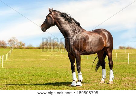 Purebred stallion in bandages standing on pasturage. Multicolored exterior image. Summertime outdoors.