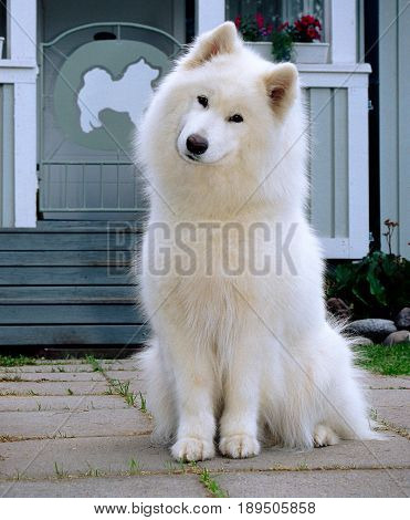 White Samoyed dog sits in front of a house and smiles at the camera.