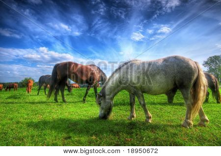 Prachtige wilde paarden op het perfecte veld.