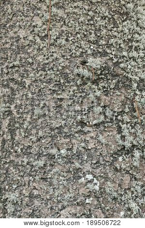 Organic tree bark background with moss and fungus growth on it
