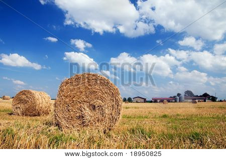 Haystacks alanında. Hasat