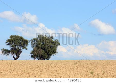 Cornfield met bomen