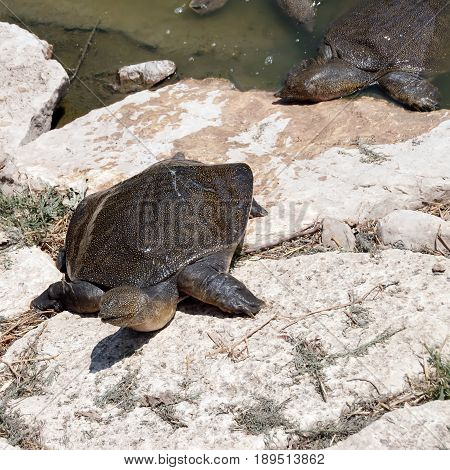 Wattle necked softshell turtle on the rocks