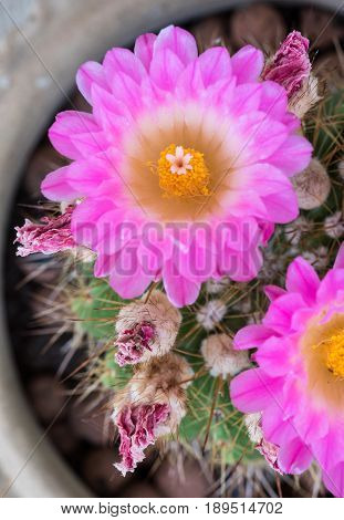 Notocactus Mammulosus cactus with blooming purple flower