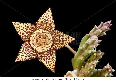 Fresh blooming Orbea variegata or carrion flower succulent plant isolated on a black background