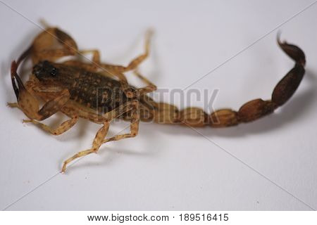 Scorpion :A small venomous scorpion ,Centruroides vittatus