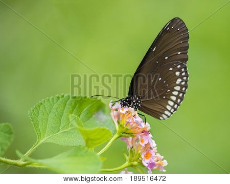 Beautiful butterfly perched on a flower. Insect Animals.