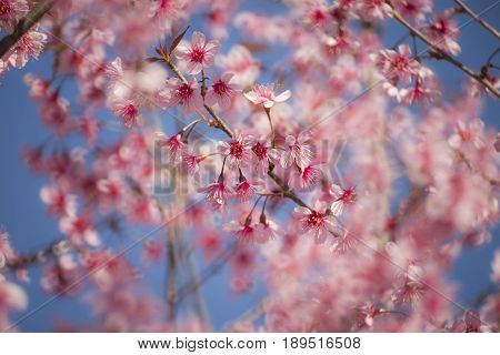 Pink Cherry blossom, sakura flowers , for background.